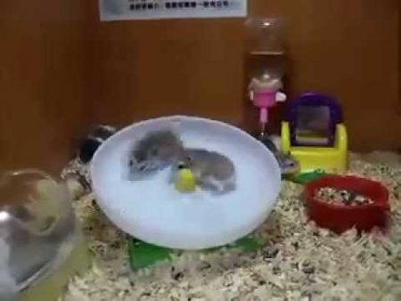 2 Hamsters in 1 Rad