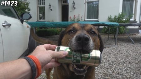 Enzo Knol – Deze Hond Kan Bier Brengen! – Vlog #1423