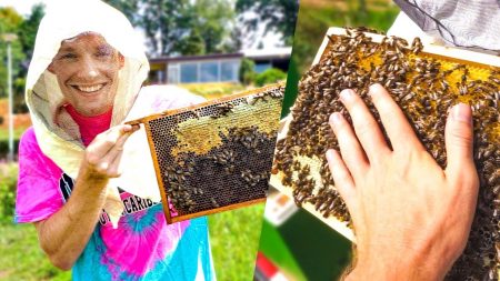 Enzo Knol – Hand Leggen Op Bijennest! 1 Miljoen Bijen!! – Vlog #1818