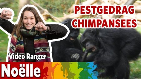 Burgers Zoo – Pesten Chimpansees Elkaar?