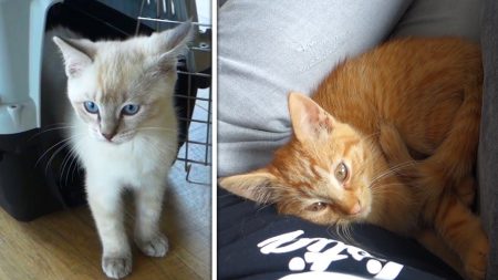 Royalistiq – Deze 2 Kittens Komen Bij Ons Wonen!