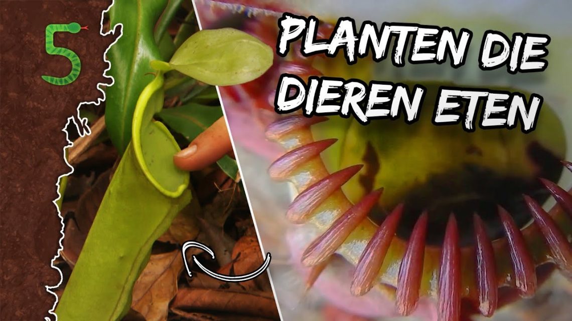 FreekTV – Freeks 5 – Planten Die Dieren Eten!