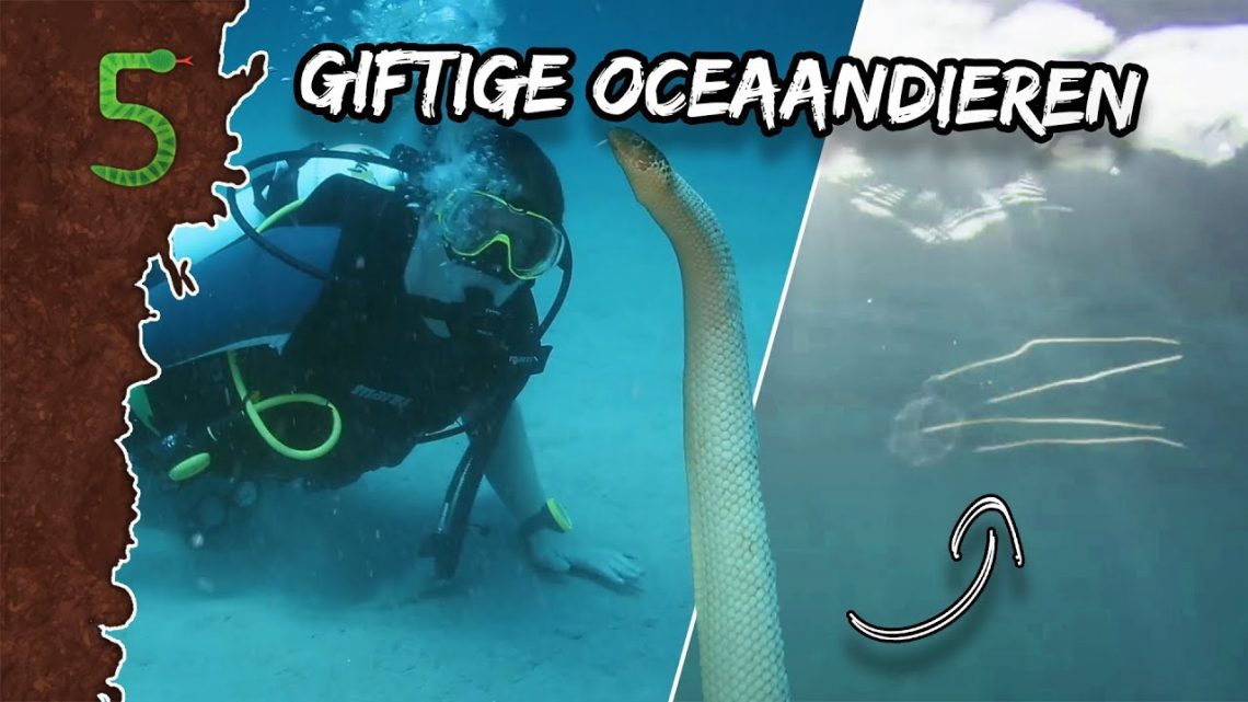 FreekTV – Freeks 5 – Super Giftige Oceaandieren!