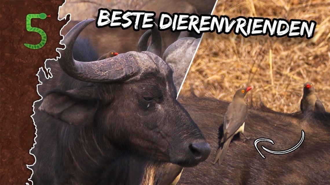 FreekTV – Freeks 5 – 5 Ongeloofelijke Dierenvrienden!
