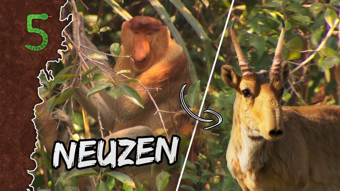 FreekTV – Freeks 5 – Check Deze Bizarre Neuzen!