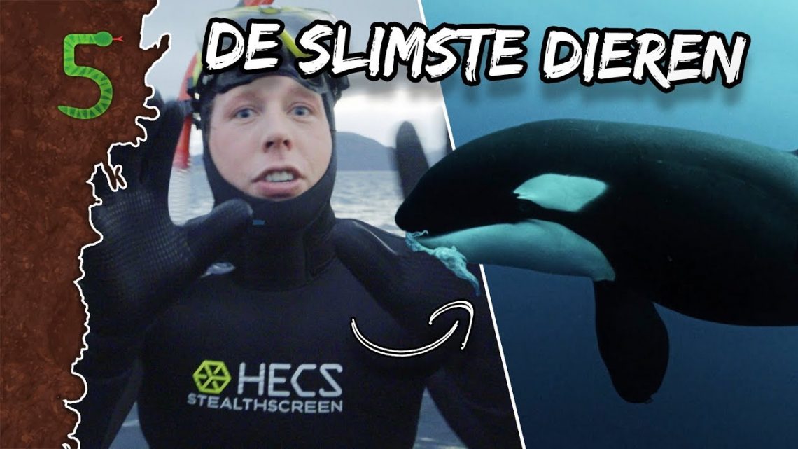 FreekTV – Welk Dier Is Het Slimst?