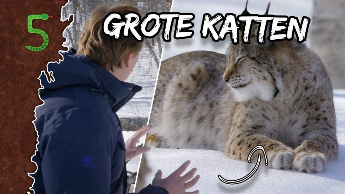FreekTV – Freeks 5 – Waarom Fluister Ik Bij Deze Katten??