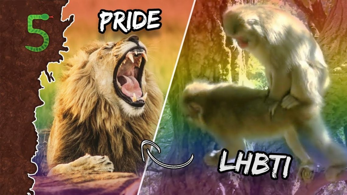 FreekTV – Freeks 5 – Dieren Uit De Kast!