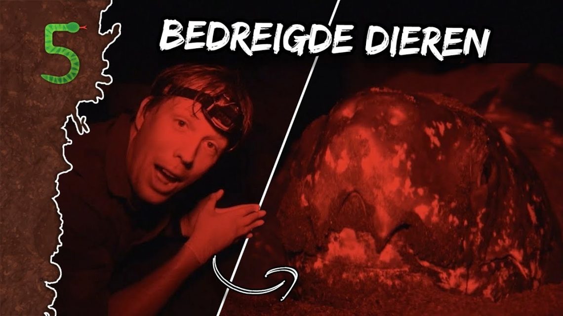 FreekTV – Bedreigde Dieren