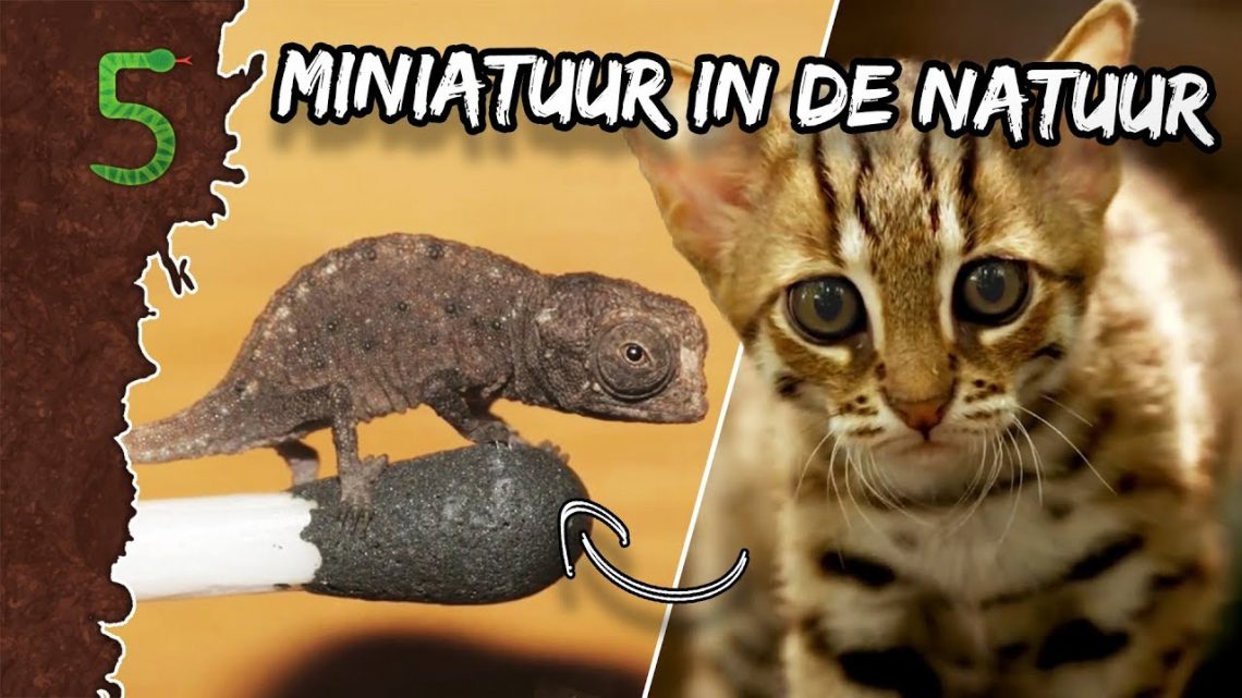 FreekTV – Freeks 5 – De Allerkleinste Dieren!