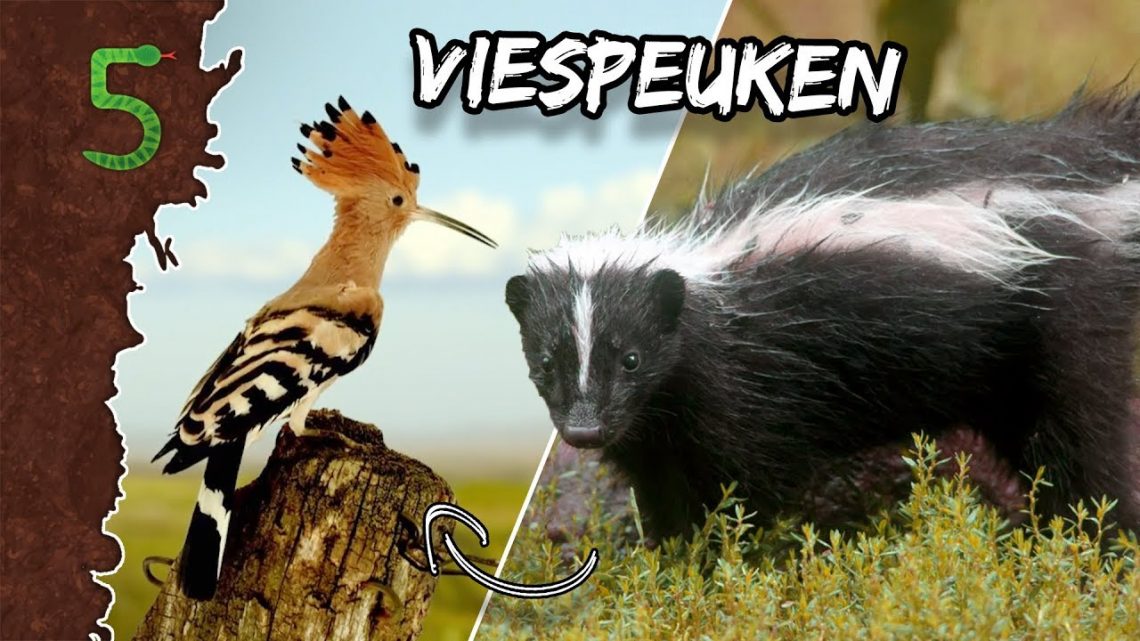 FreekTV – Freeks 5 – Je Eigen Poep Eten!?