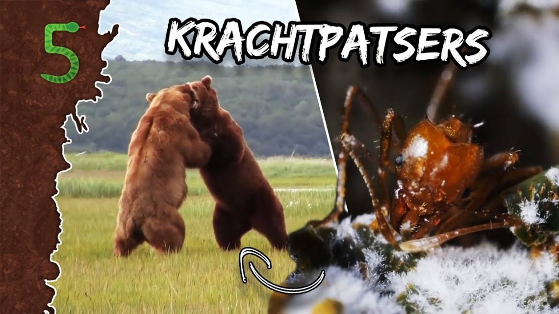 FreekTV – De Aller Sterkste Dieren