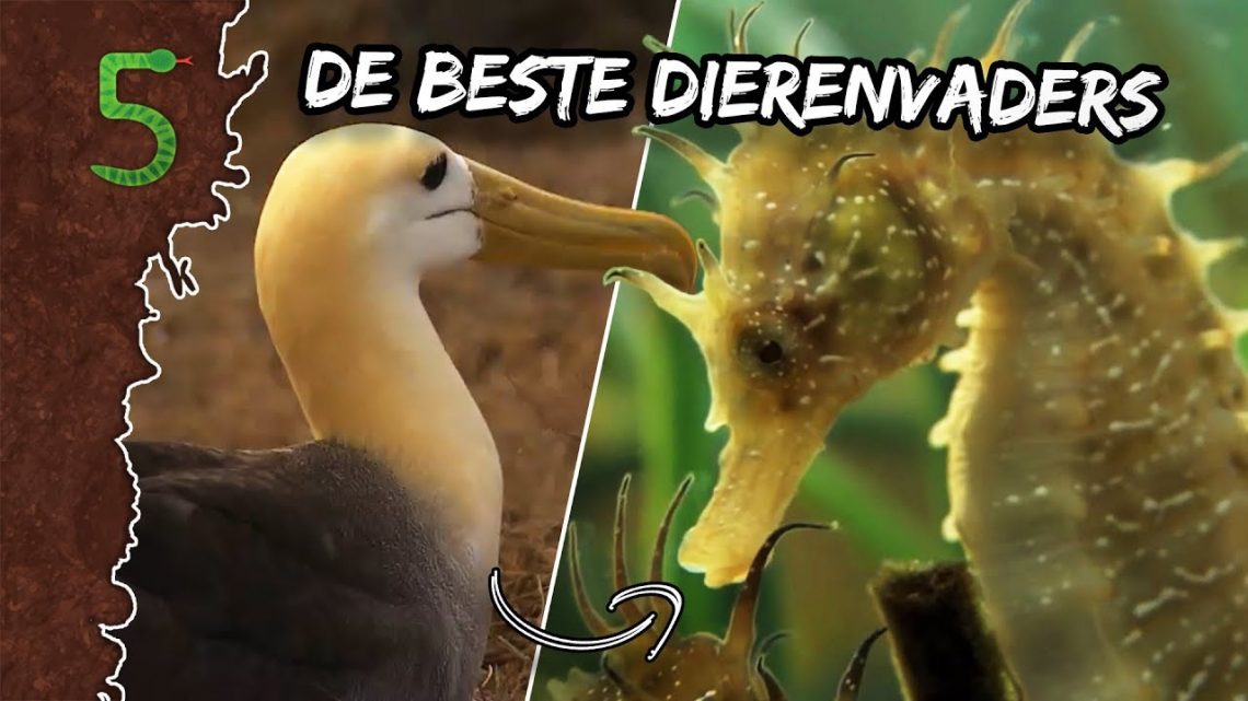 FreekTV – Freeks 5 – De Aller Beste Dierenvaders!