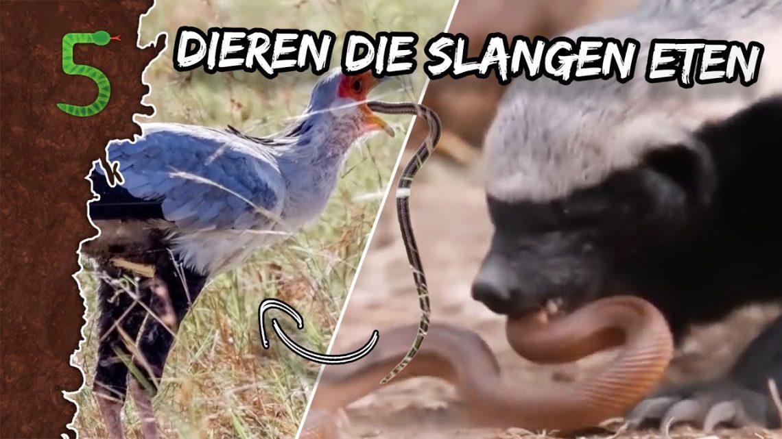FreekTV – Dieren Die Op Slangen Jagen!