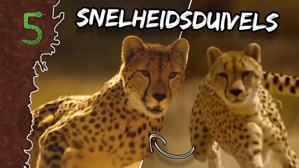 FreekTV – Welke Dieren Zijn Het Snelst!?