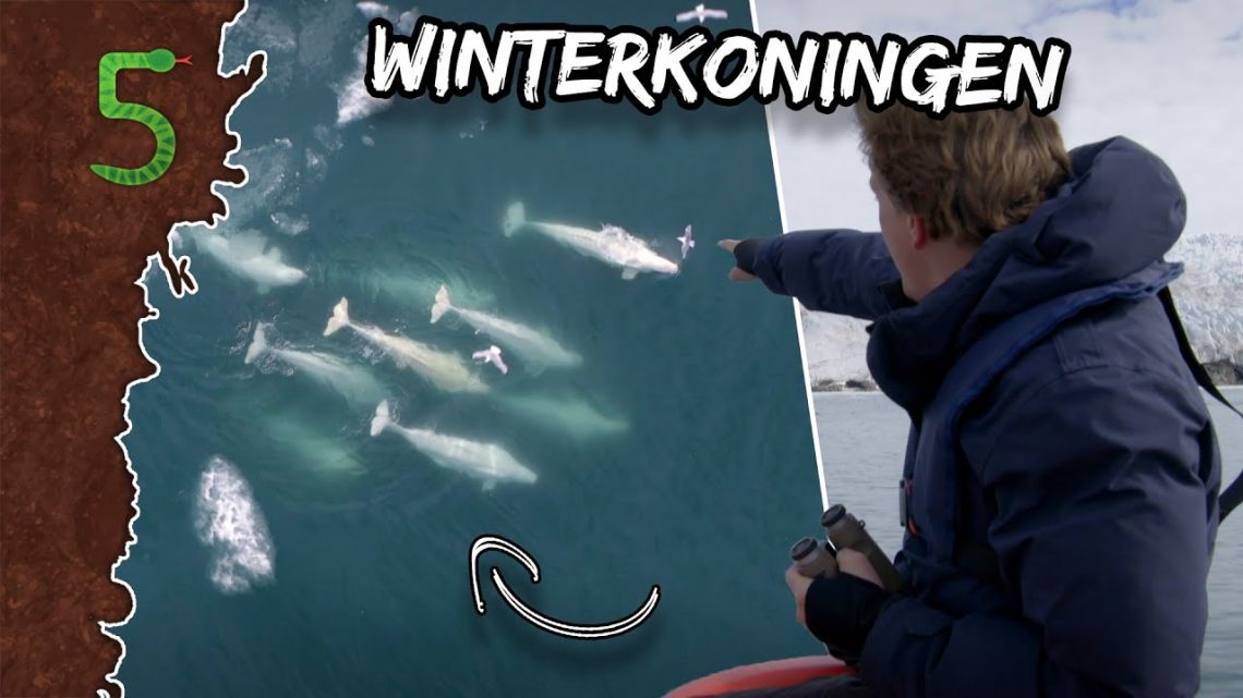FreekTV – Overleven In De Kou!