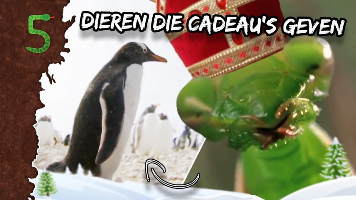 FreekTV – Geven Dieren Cadeau’s?!