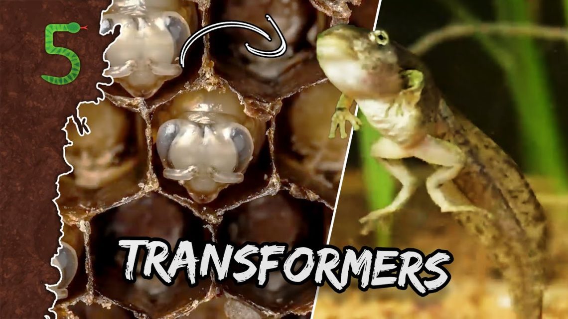 FreekTV – Dieren Of Transformers!?!