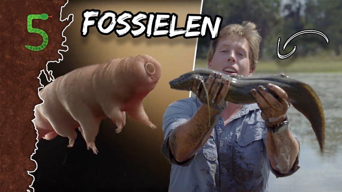 FreekTV – Levende Fossielen!
