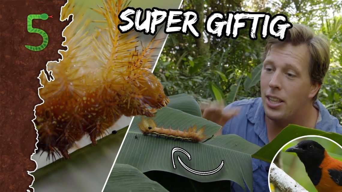 FreekTV – Zijn Deze Dieren Giftig!?
