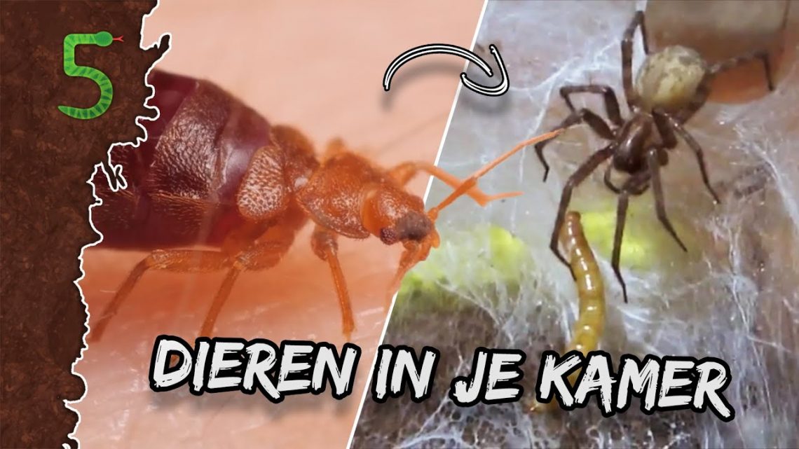 FreekTV – Dieren In Je Slaapkamer!