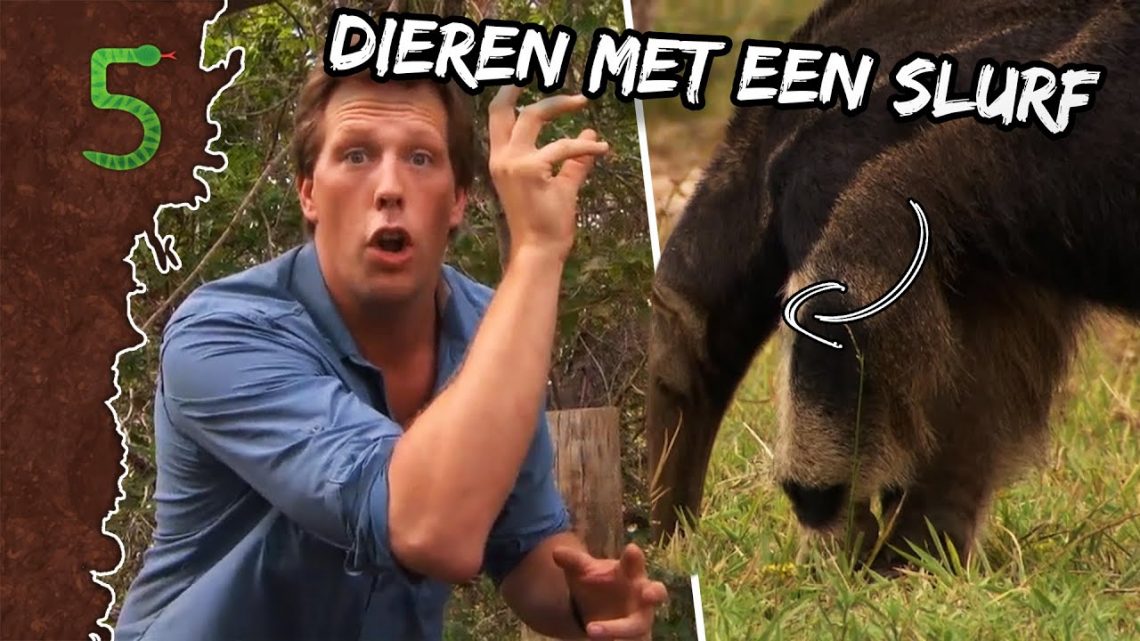 FreekTV – Dieren Met Een Slurf!