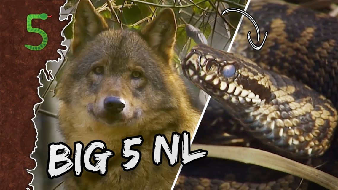 FreekTV – De Big 5, Maar Gewoon In Nederland!