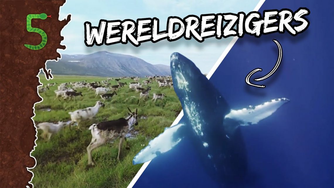 FreekTV – Deze Dieren Reizen Meer Dan Ik!