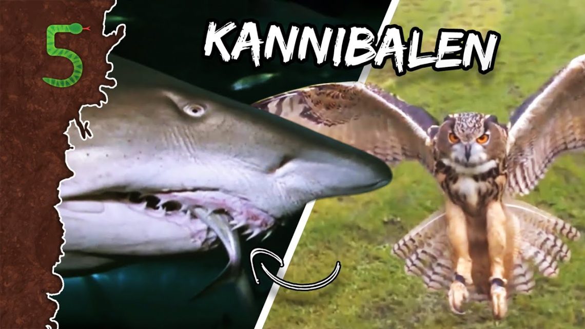 FreekTV – Holy Moly Kannibalen!