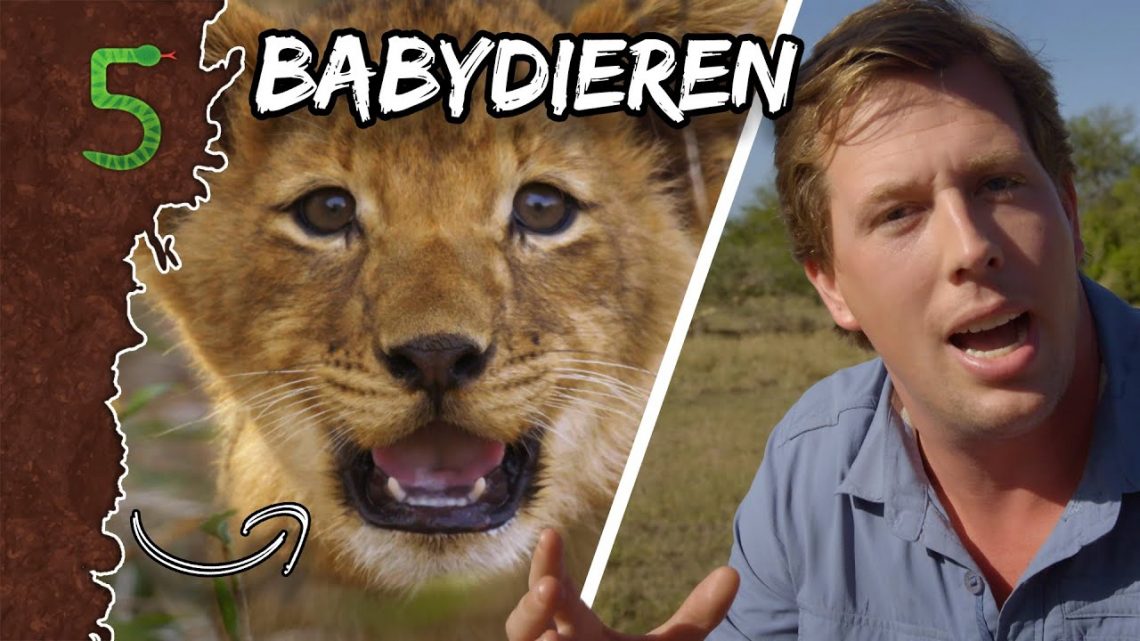 FreekTV – Babydieren!
