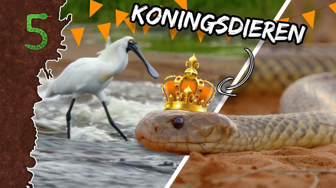 Freeks 5 – Koningsdieren!