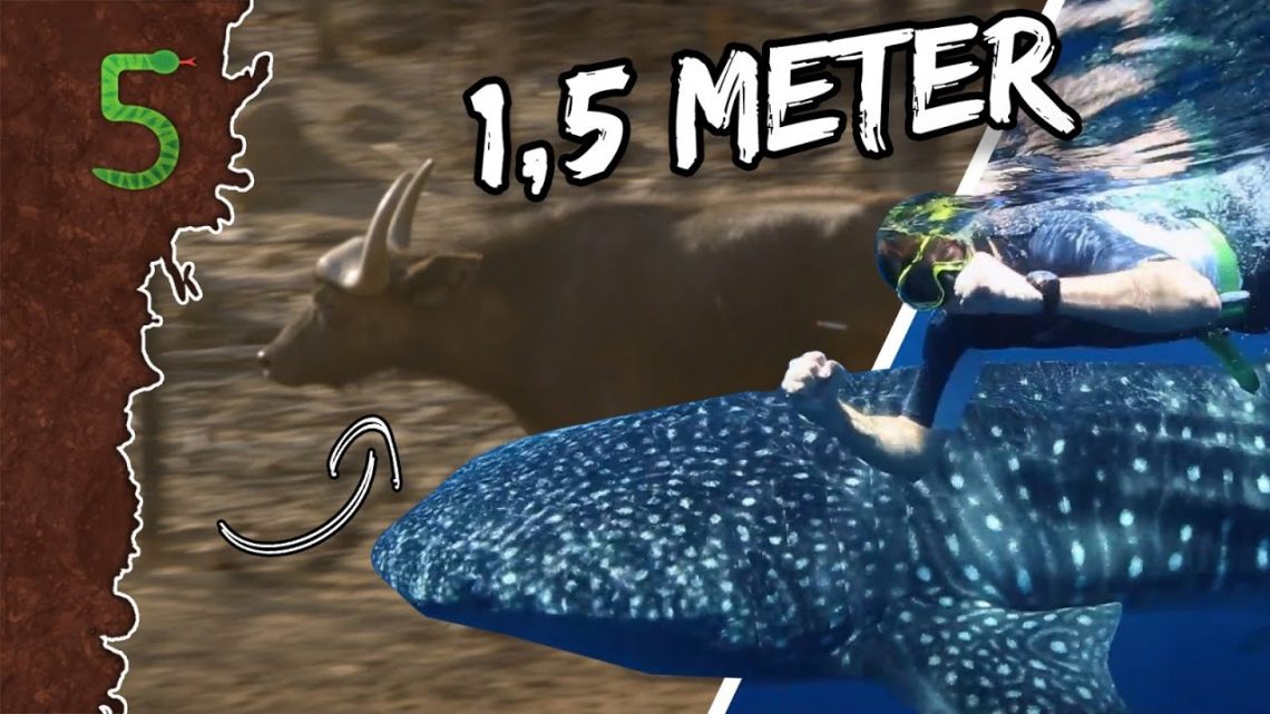 FreekTV – Dieren Die 1,5 Meter Wel Begrijpen