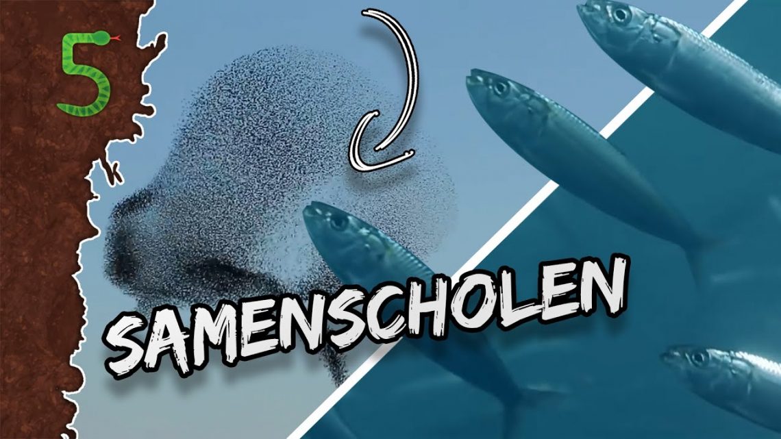 FreekTV – Afstand Houden? Deze Dieren Doen Dat Niet!