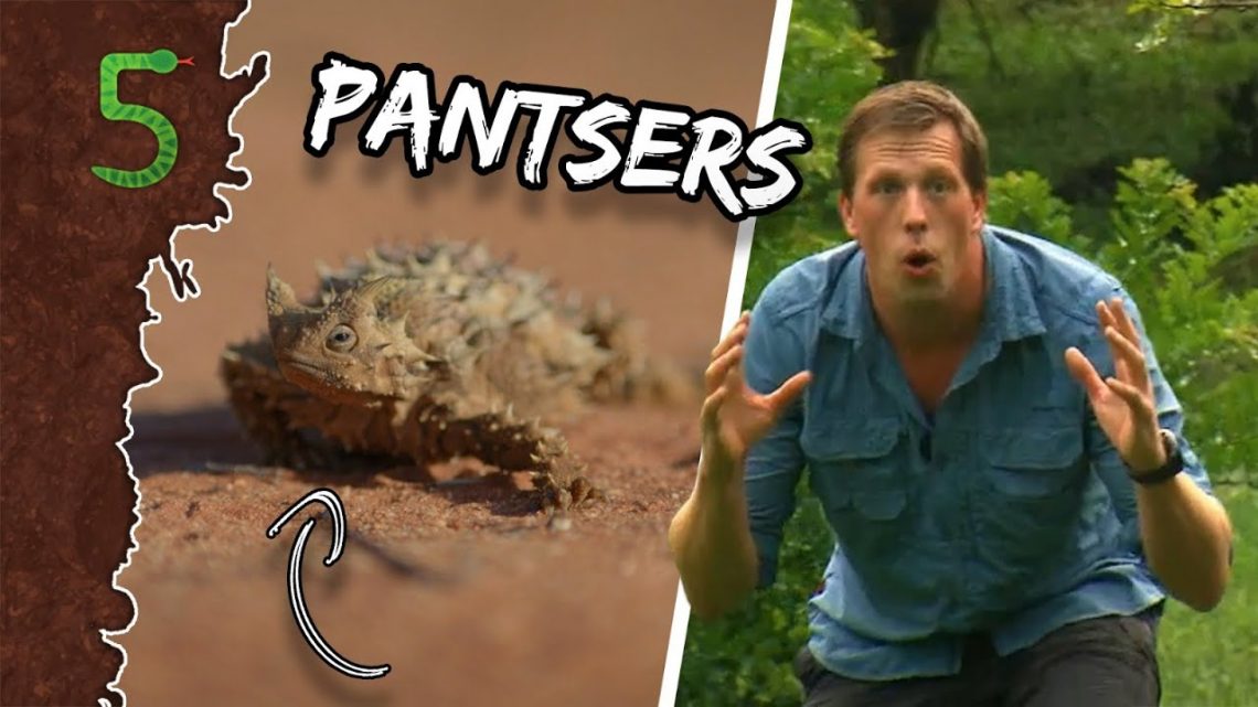 FreekTV – Deze Dieren Hebben Gewoon Een Pantser!