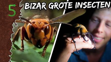 FreekTV – Deze Insecten Zijn Echt Gigantisch!