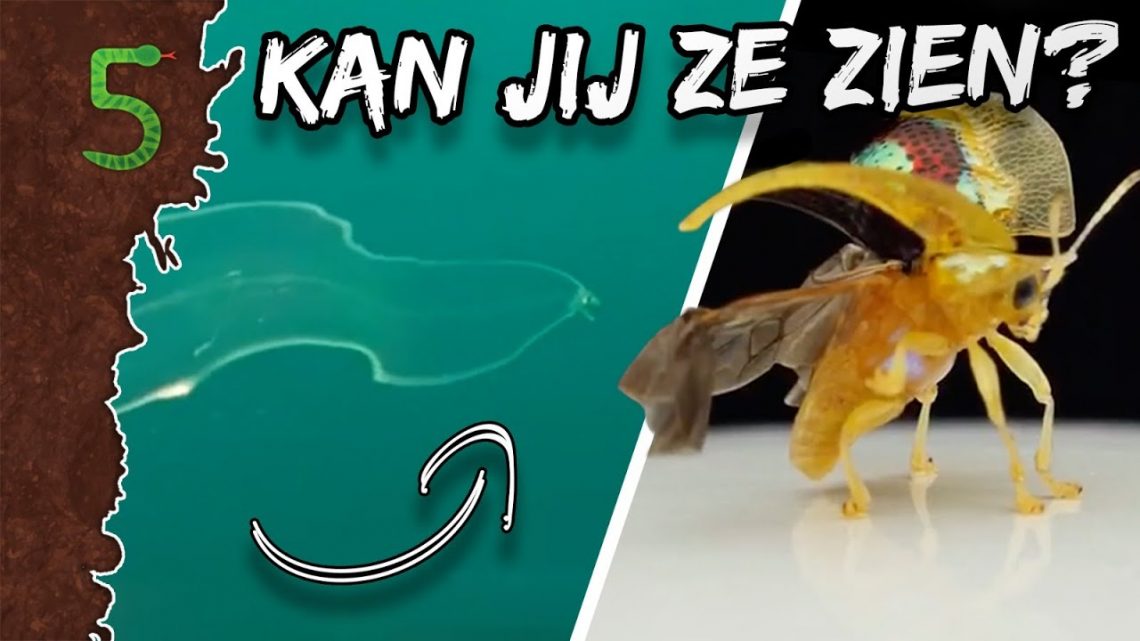 FreekTV – Doorzichtige Dieren!