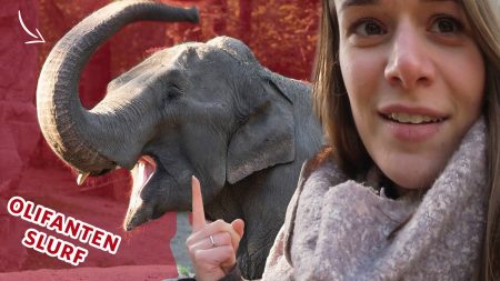 Burgers Zoo – Waarvoor Gebruikt De Olifant Zijn Slurf? ?