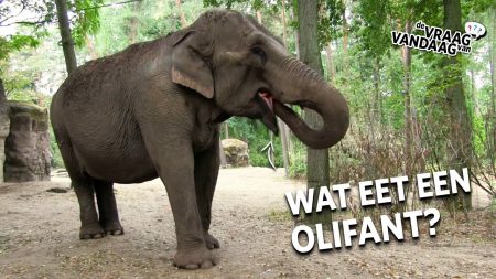 Burgers Zoo – Wat Eet Een Olifant In Burgers Zoo?